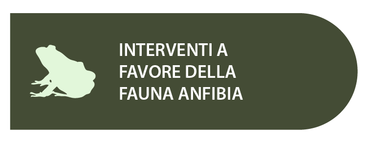 Interventi a favore della fauna anfibia